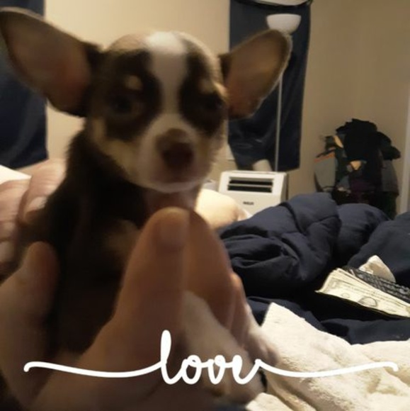 Meet your Posher, Sonny - Picture 1 of 1